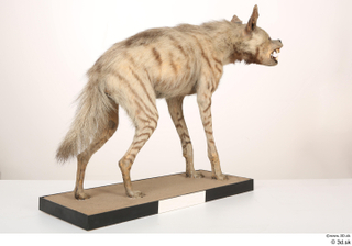 Striped Hyena Hyaena hyaena whole body 0008.jpg